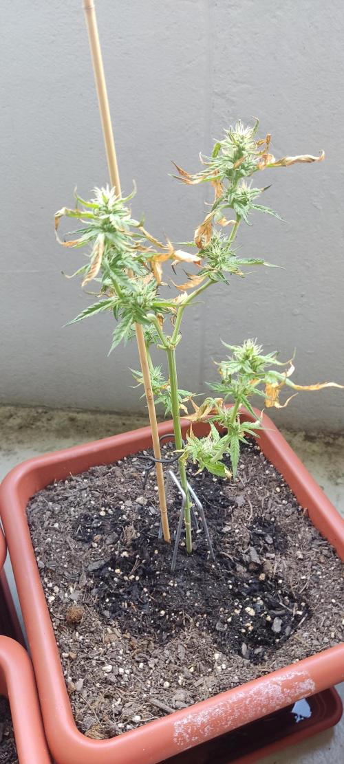 2026 Grow. Week 9