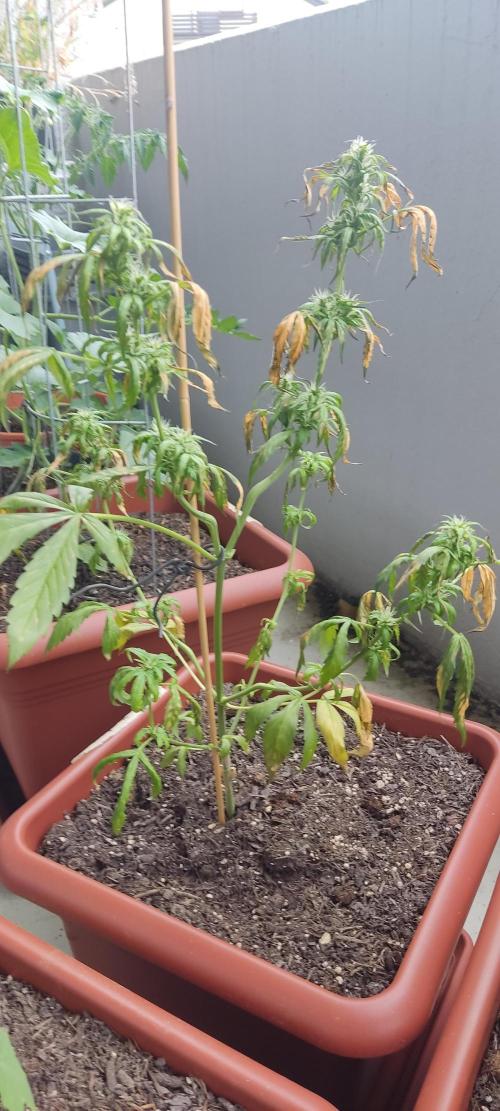 2026 Grow. Week 9