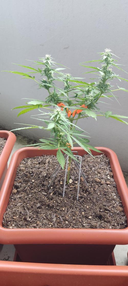 2026 Grow. Week 9
