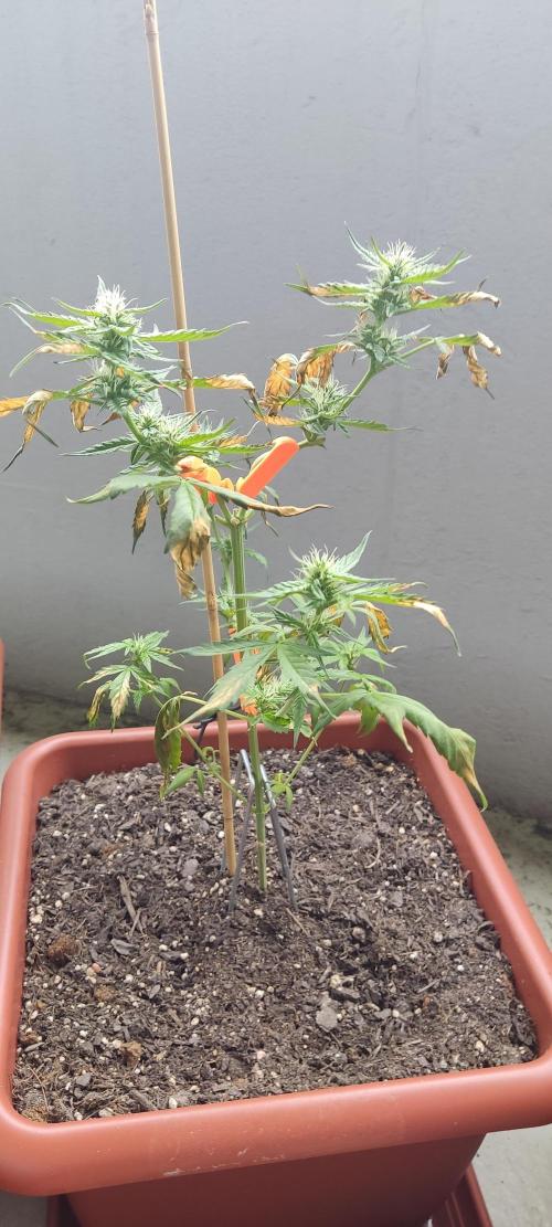 2026 Grow. Week 9