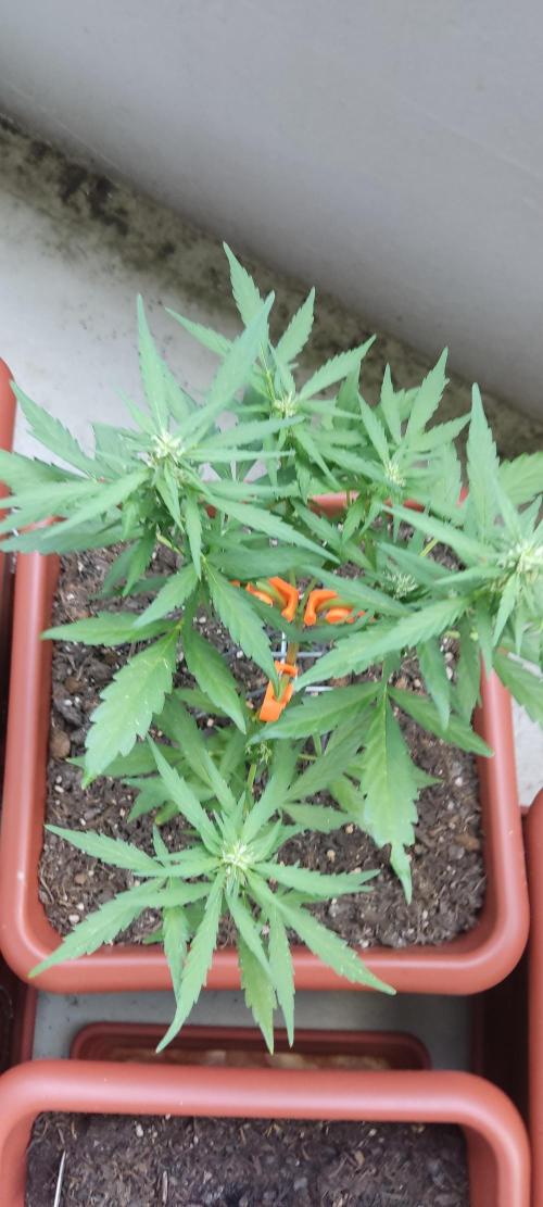 2026 Grow. Week 9