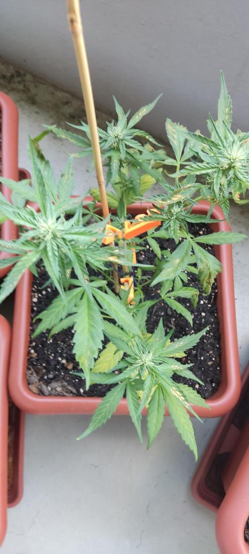 2026 Grow. Week 9