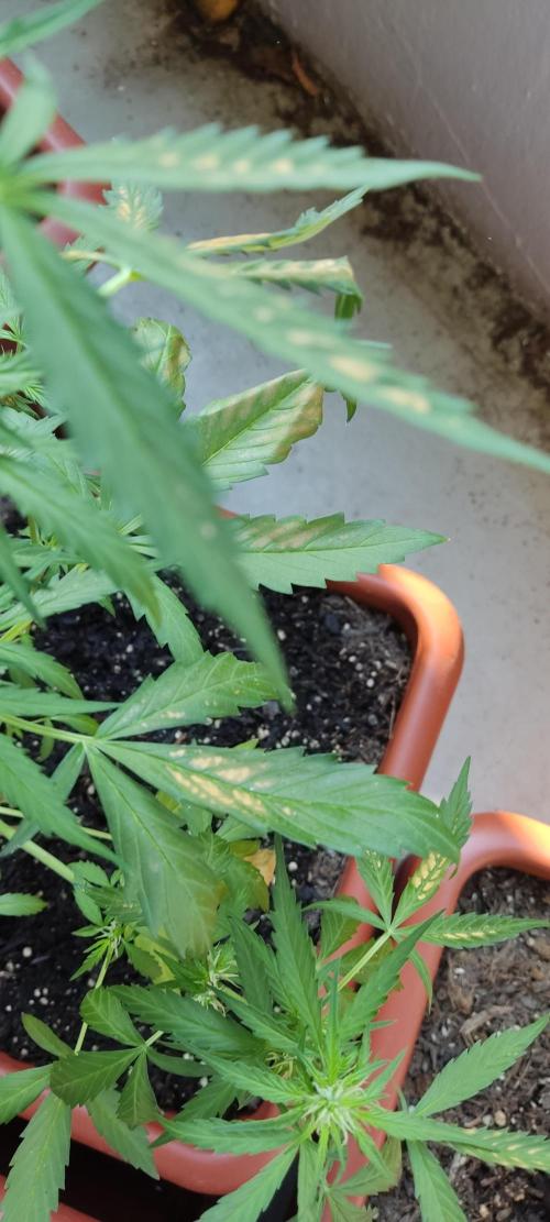 2026 Grow. Week 9