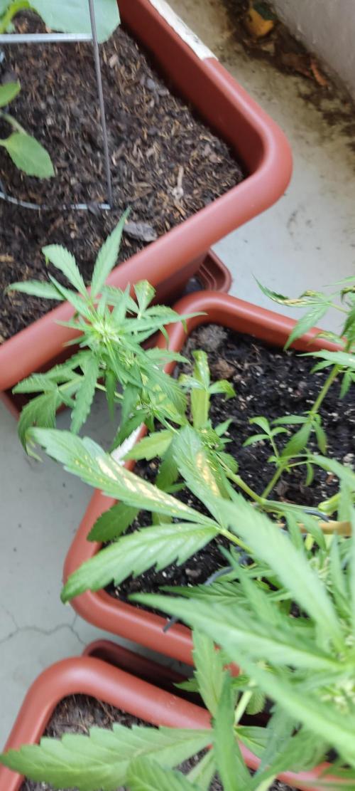 2026 Grow. Week 9