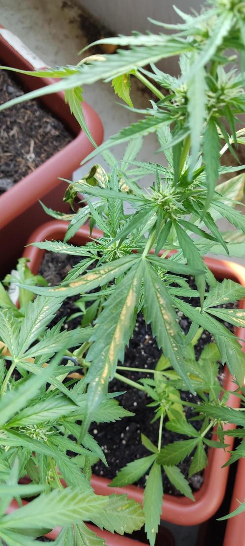2026 Grow. Week 9