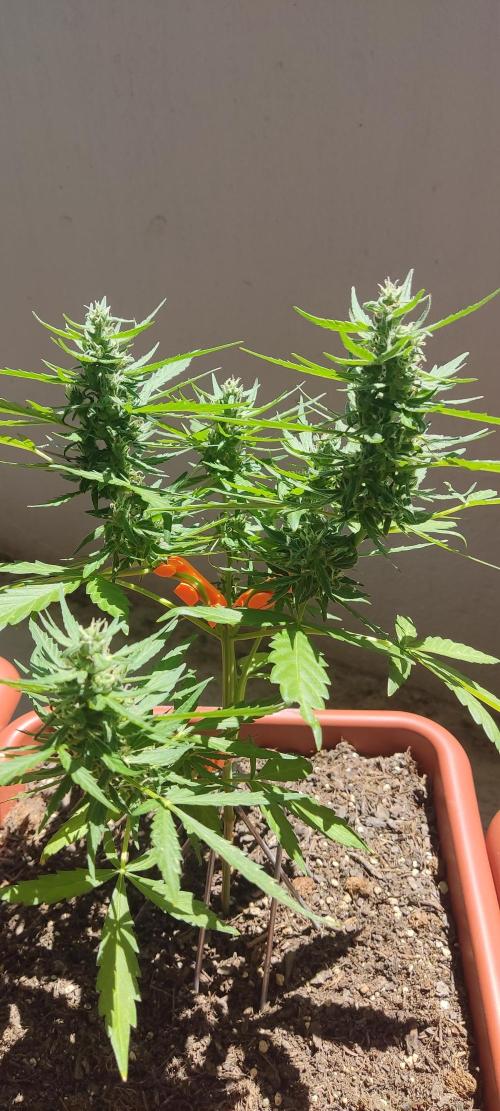 2026 Grow. Week 10