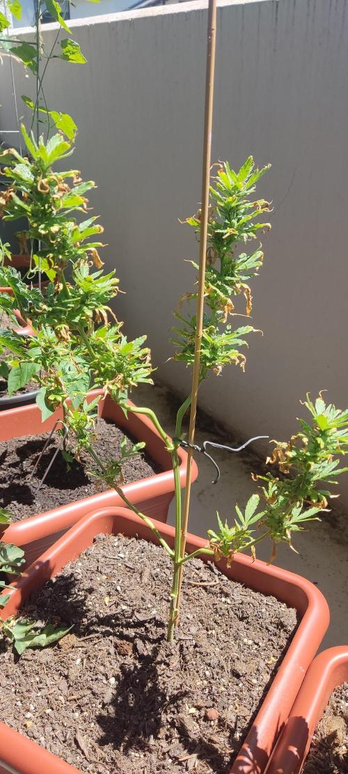 2026 Grow. Week 10