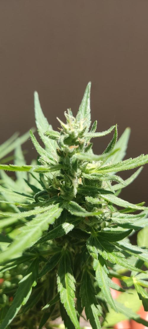 2026 Grow. Week 10