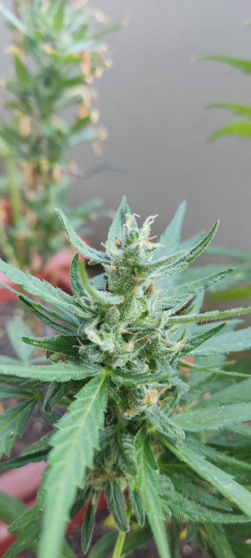 2026 Grow. Week 11