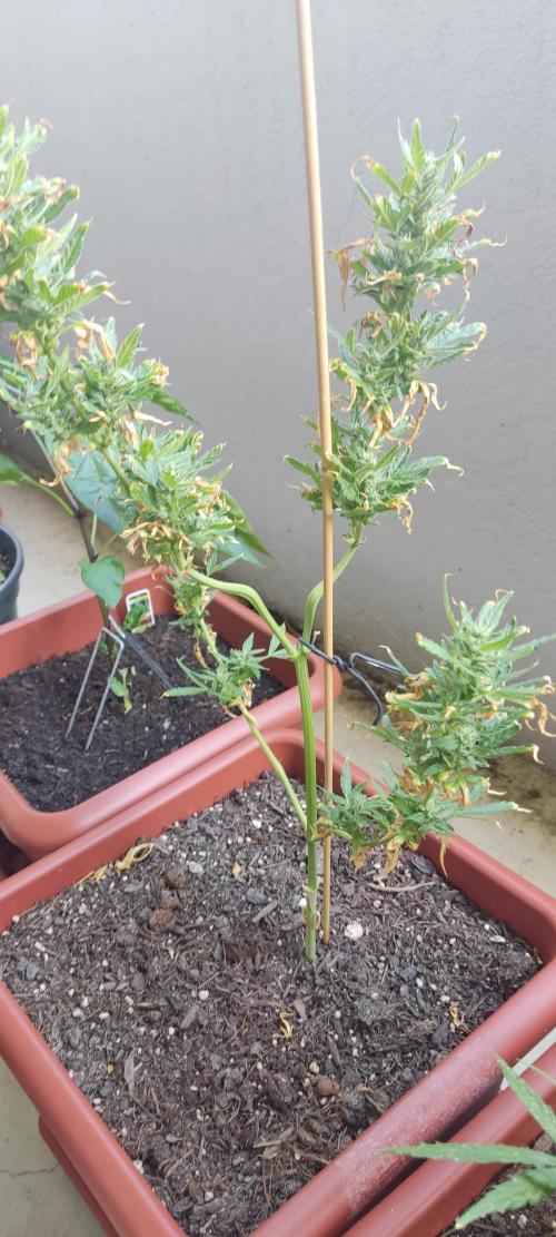 2026 Grow. Week 11