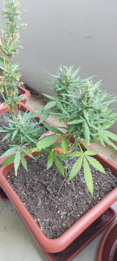 2026 Grow. Week 11