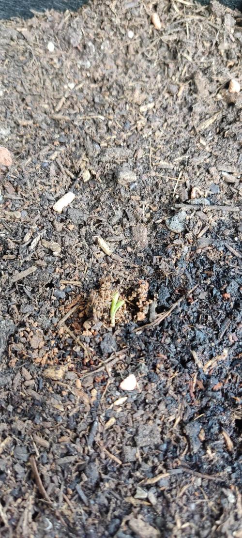 Another try Outdoor 2026. Week 0