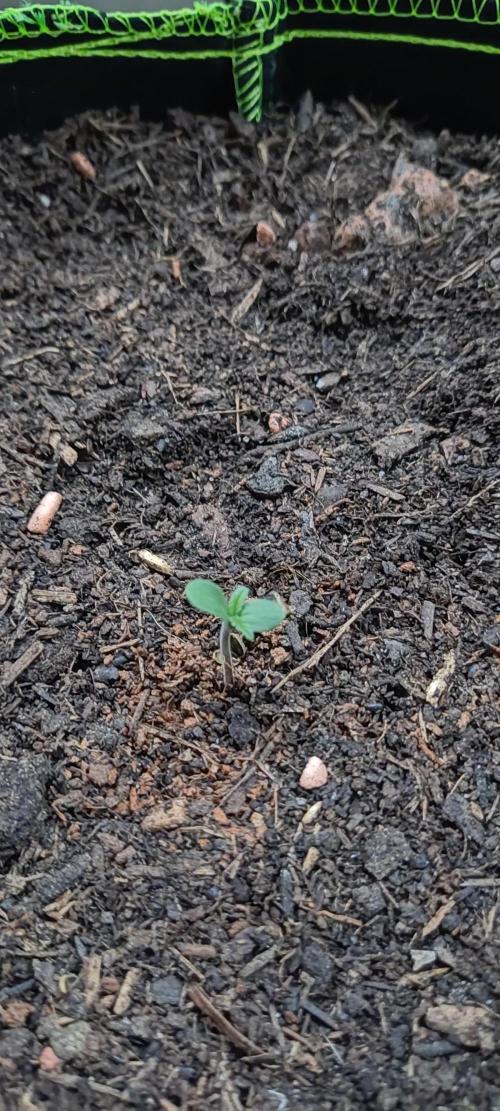 Another try Outdoor 2026. Week 0