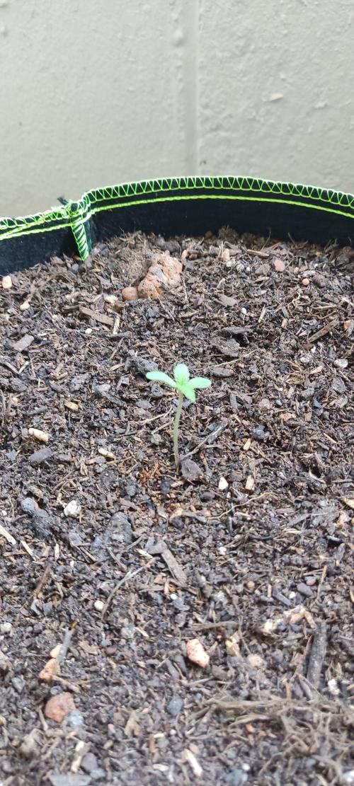 Girl Scout Cookie Auto. Week 0