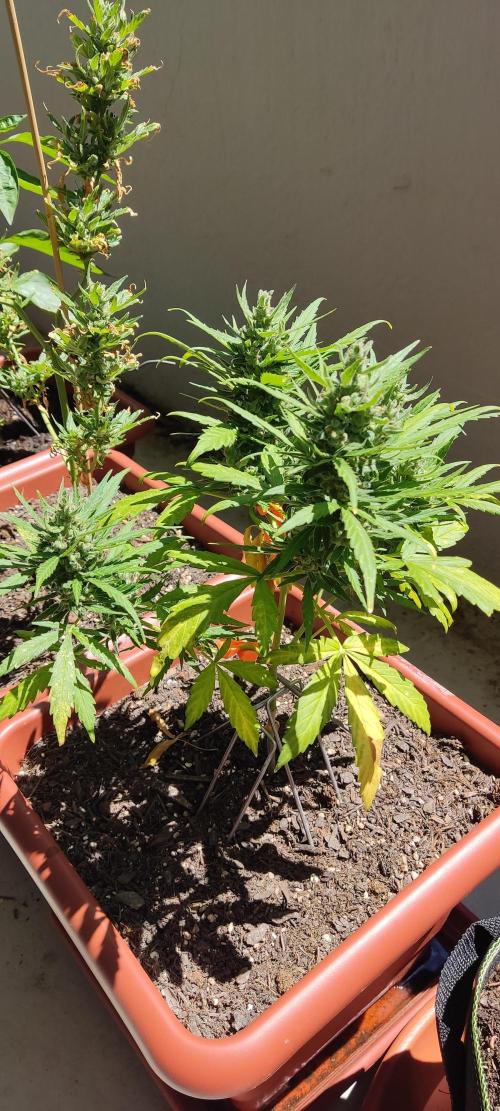 2026 Grow. Week 12