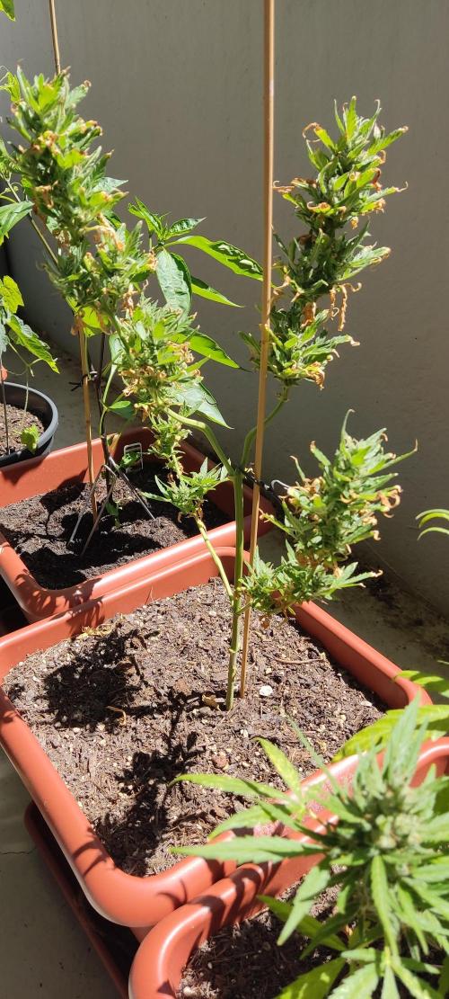 2026 Grow. Week 12