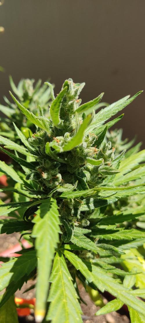 2026 Grow. Week 12