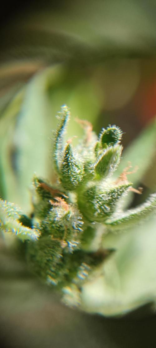 2026 Grow. Week 12