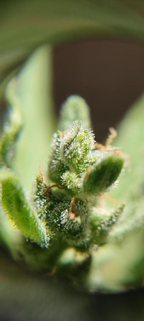 2026 Grow. Week 12