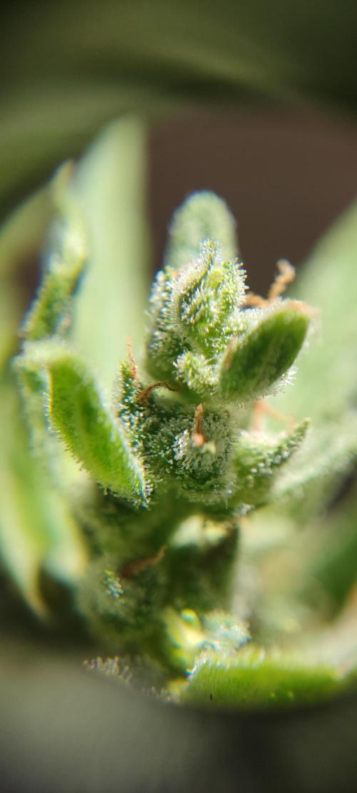2026 Grow. Week 12