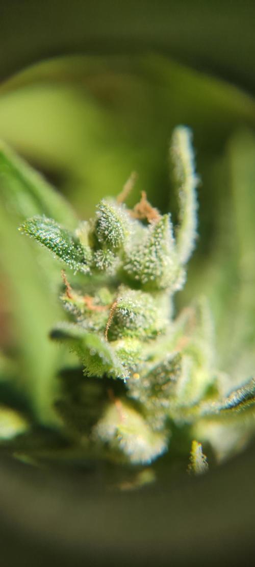 2026 Grow. Week 12