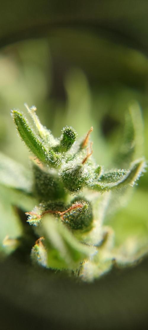 2026 Grow. Week 12