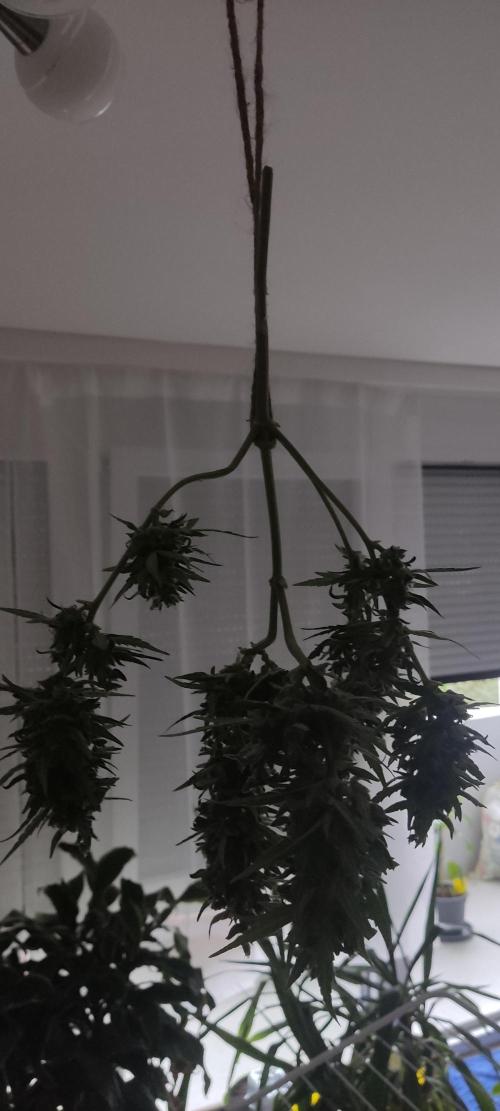 2026 Grow. Week 13