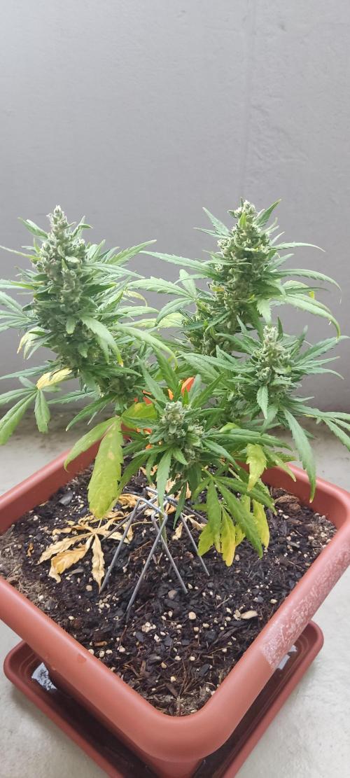 2026 Grow. Week 13