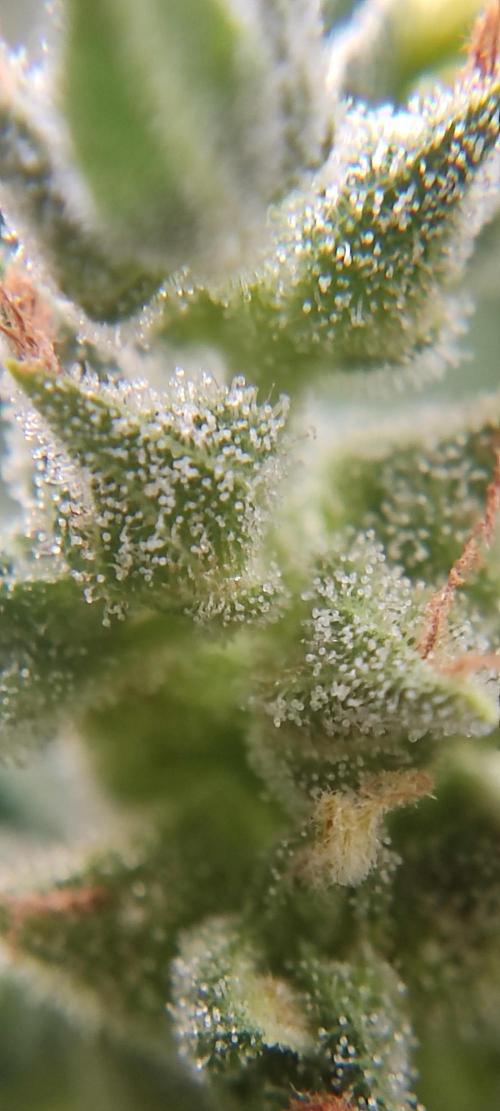 2026 Grow. Week 13