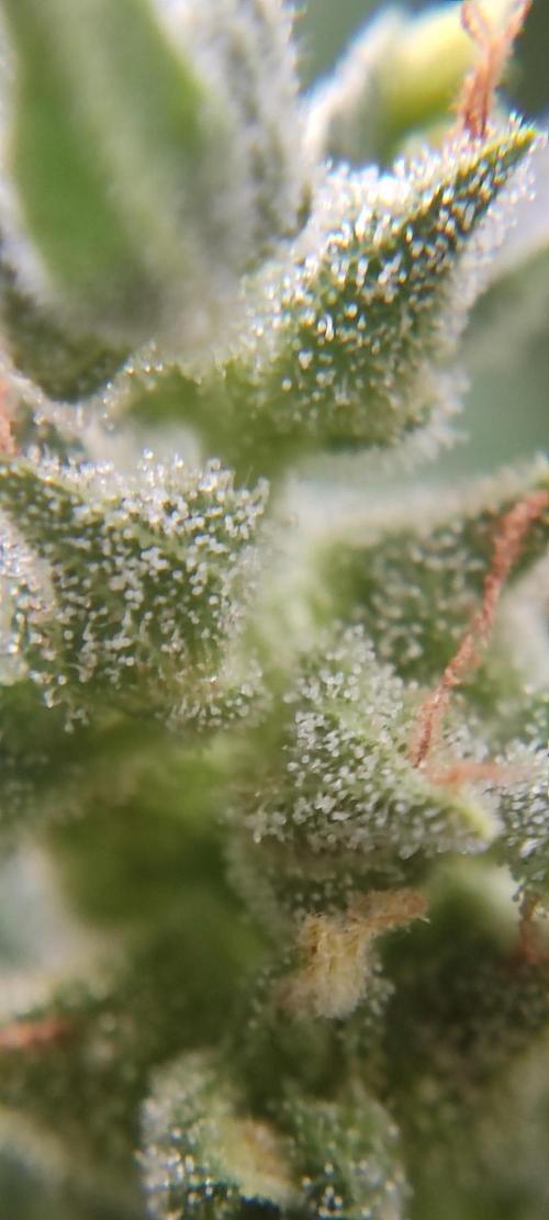 2026 Grow. Week 13