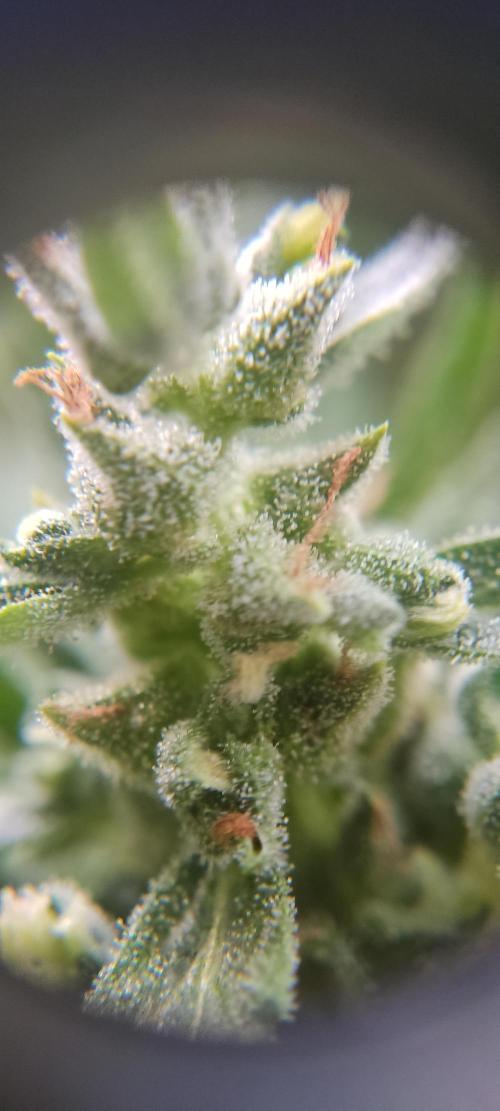 2026 Grow. Week 13