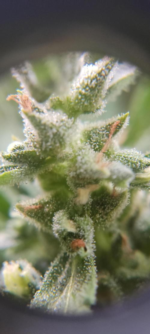 2026 Grow. Week 13