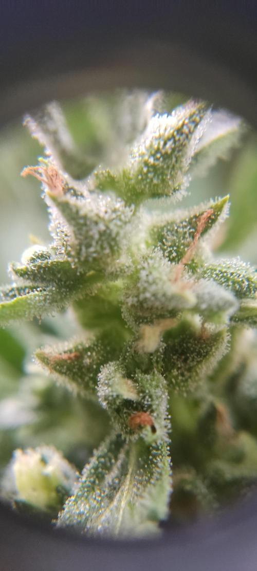 2026 Grow. Week 13