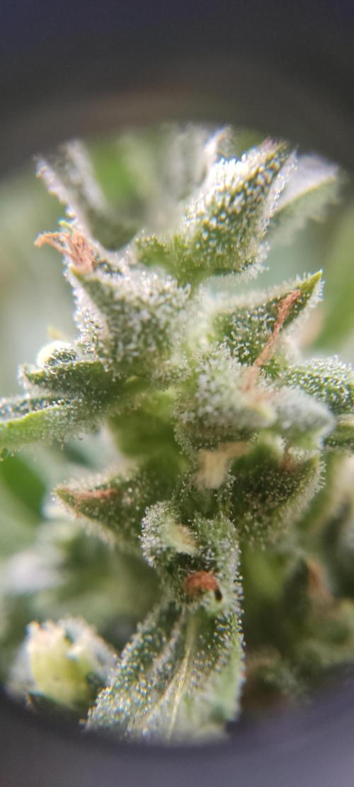 2026 Grow. Week 13