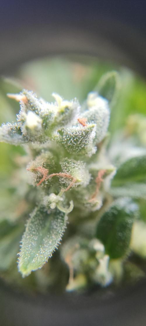 2026 Grow. Week 13
