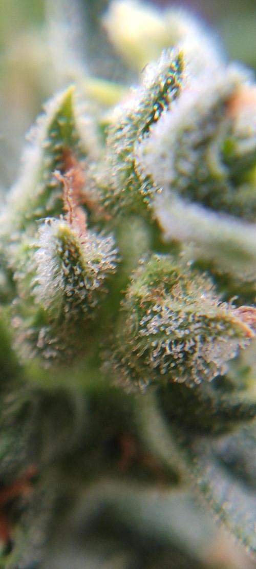 2026 Grow. Week 13
