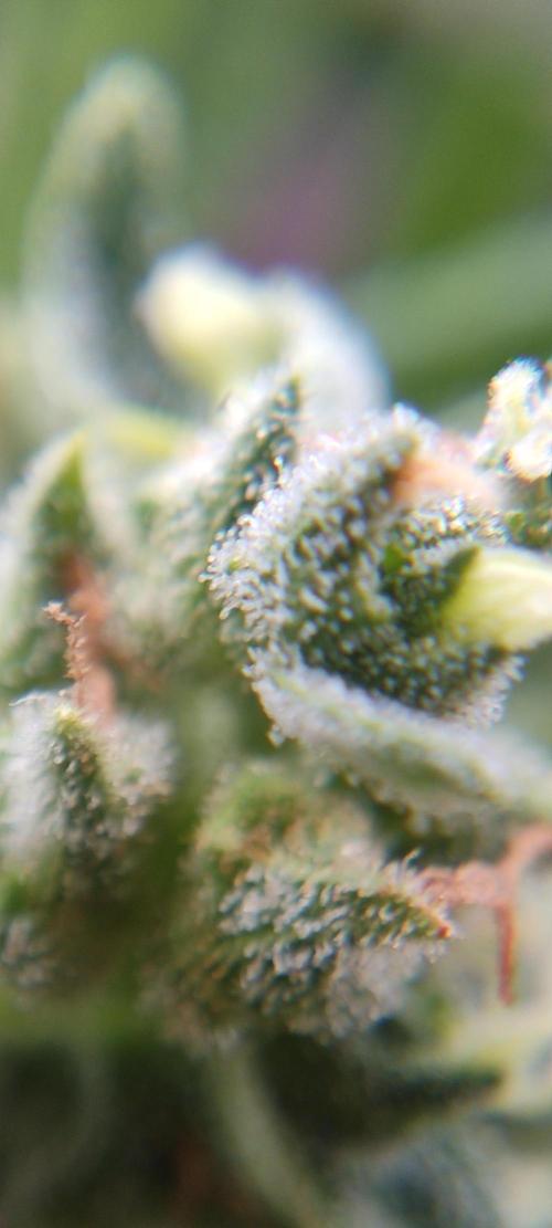 2026 Grow. Week 13