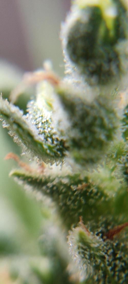 2026 Grow. Week 13