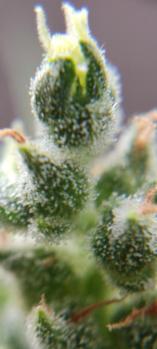 2026 Grow. Week 13