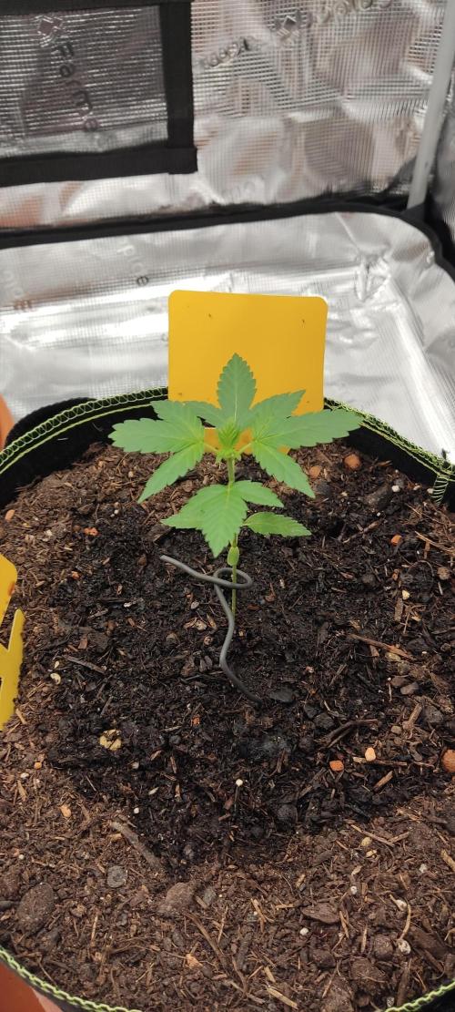 Summer/ Autumn 2026. Week 3