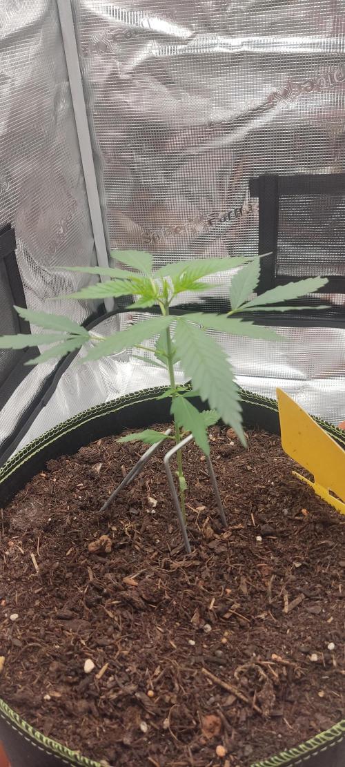 Summer/ Autumn 2026. Week 4