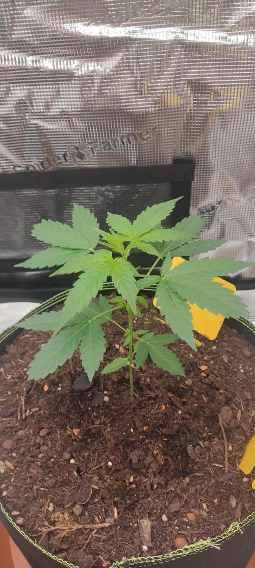 Summer/ Autumn 2026. Week 4