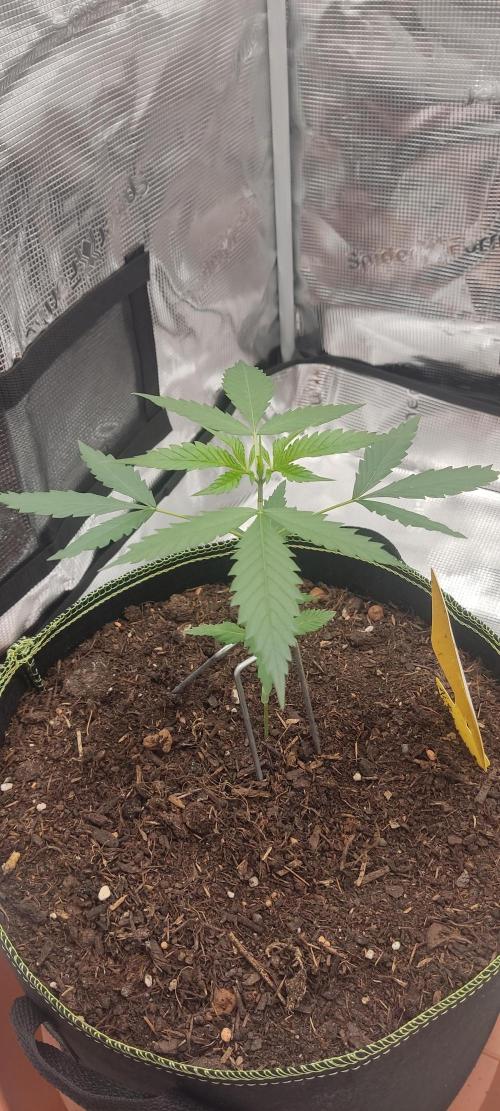 Summer/ Autumn 2026. Week 4