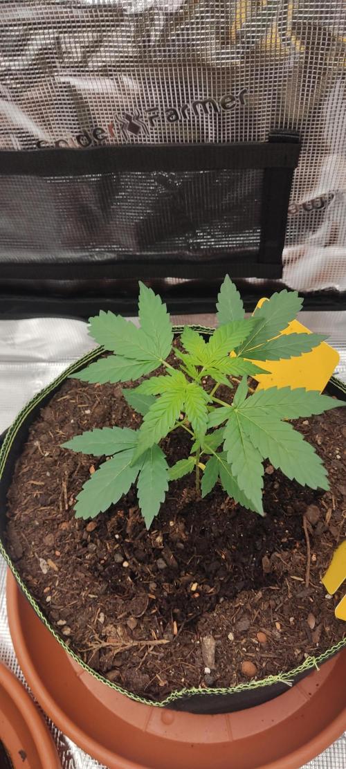 Summer/ Autumn 2026. Week 4