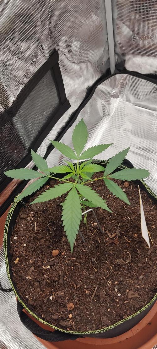 Summer/ Autumn 2026. Week 4