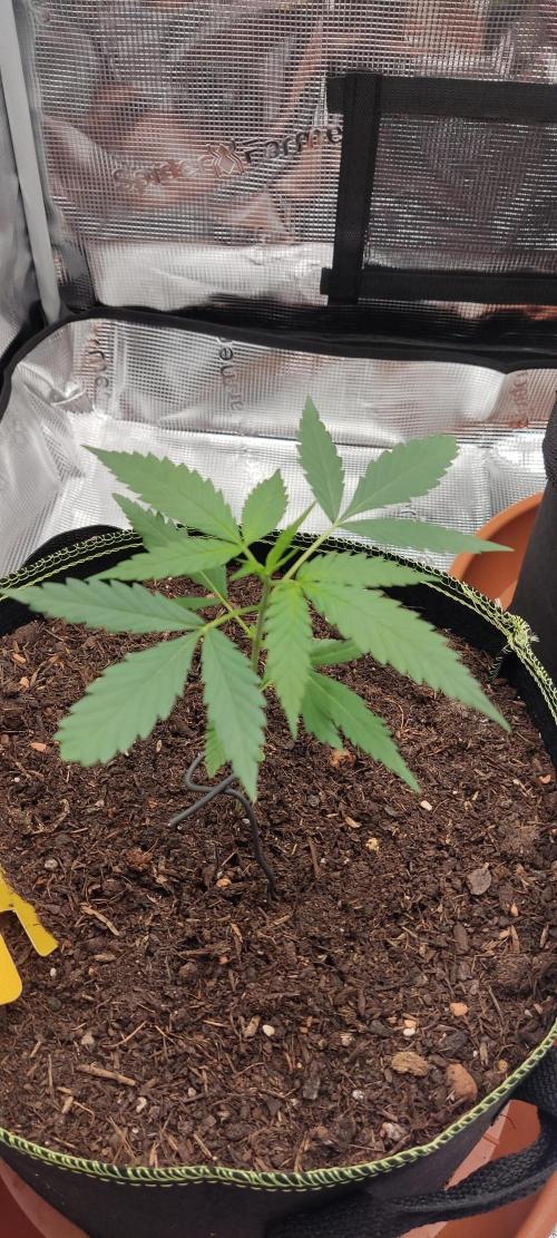 Summer/ Autumn 2026. Week 4