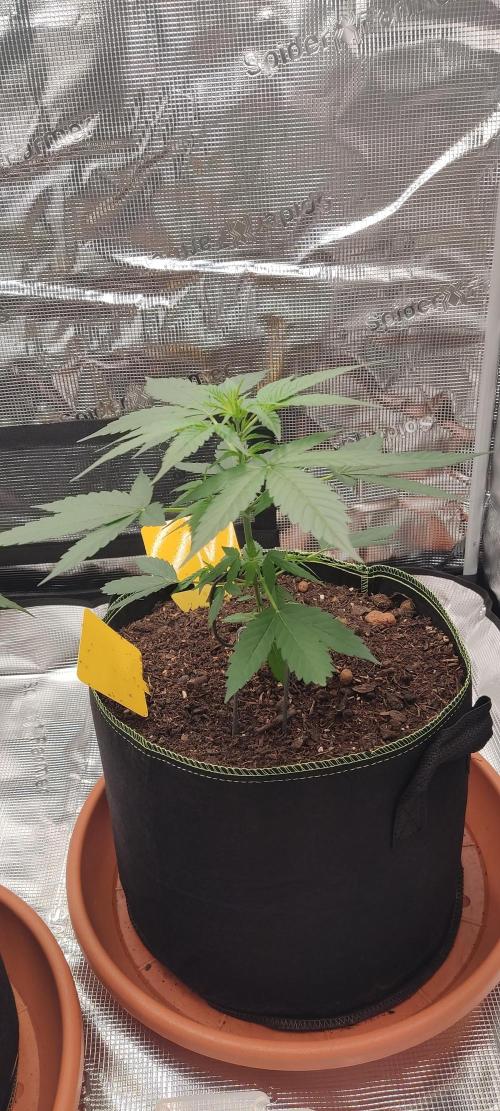Summer/ Autumn 2026. Week 5