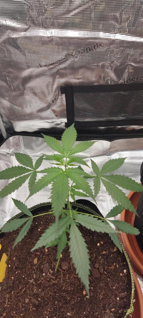 Summer/ Autumn 2026. Week 5