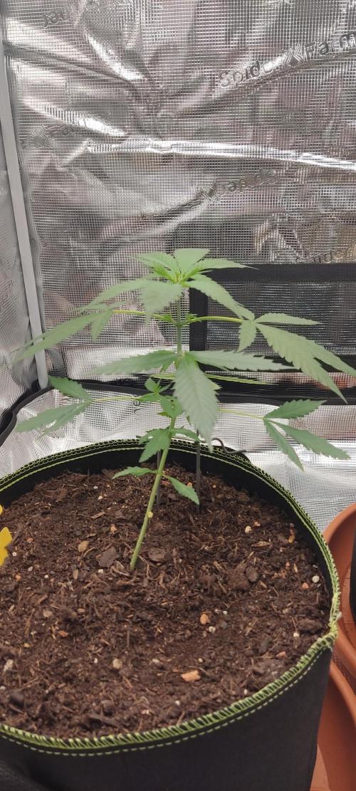 Summer/ Autumn 2026. Week 5