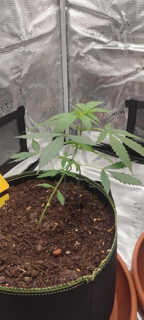 Summer/ Autumn 2026. Week 5
